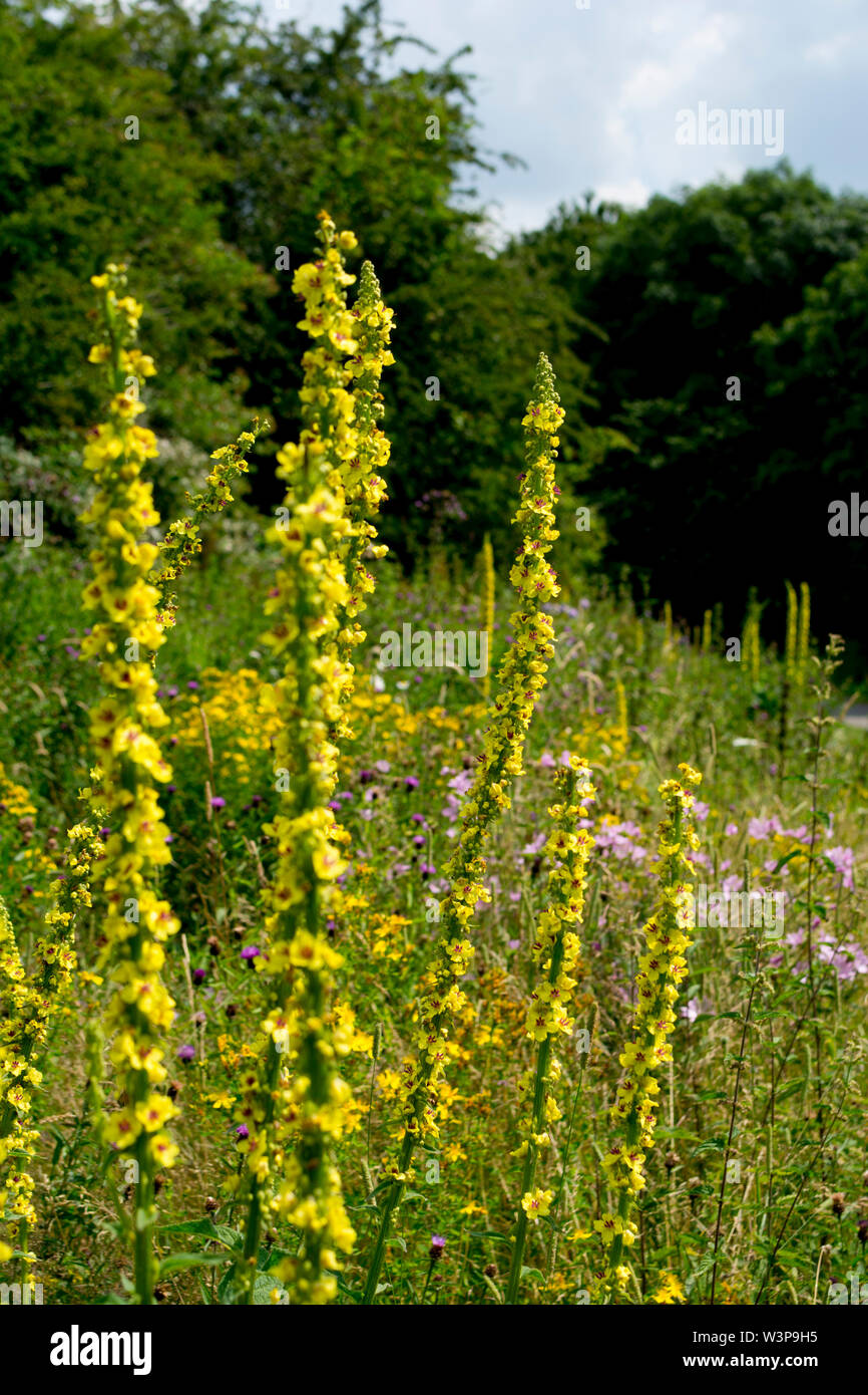 Une prairie de fleurs sauvages dans le parc de bien-être mineurs, Bedworth, Warwickshire, Angleterre, Royaume-Uni Banque D'Images