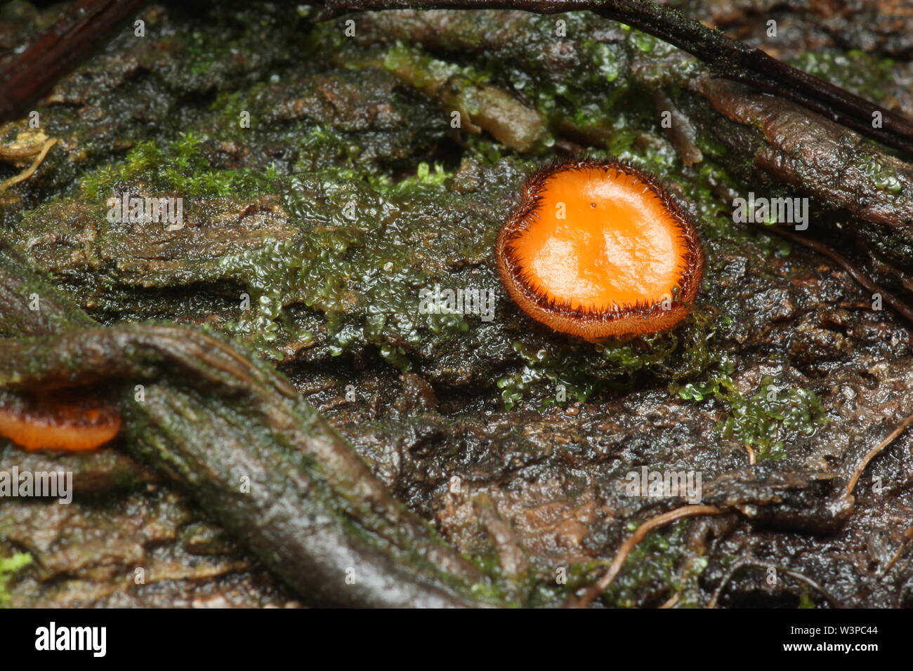 Les champignons de la coupe des cils Banque D'Images