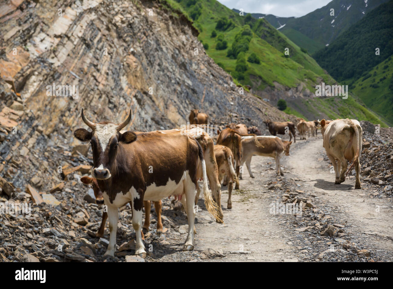 La Géorgie, route de montagne avec des vaches. Route de montagne à Dusheti champs avec des vaches alpines de la région Banque D'Images