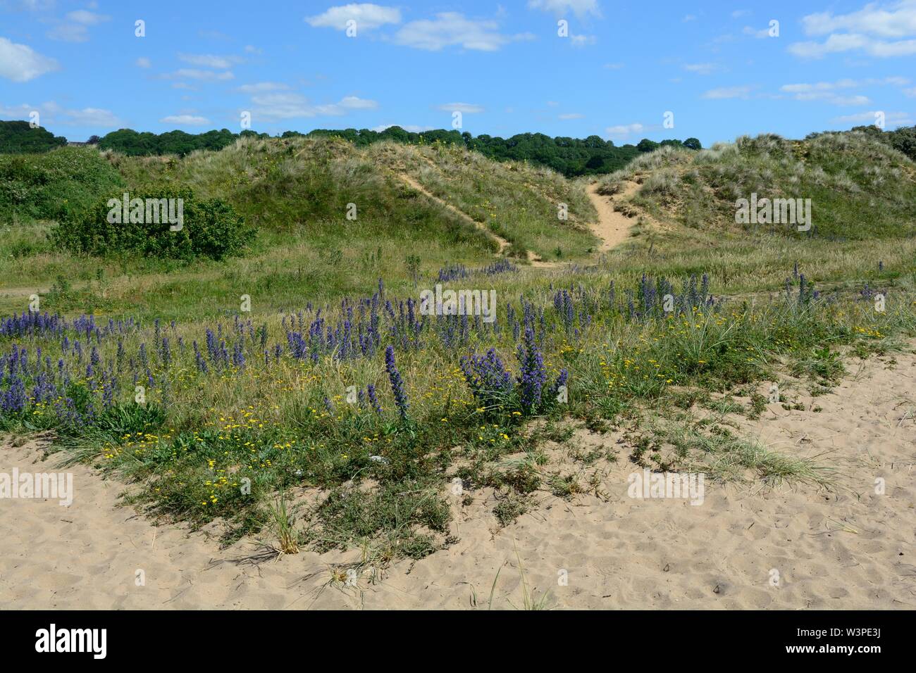 Merthyr Mawr Warren Réserve naturelle nationale des dunes de Bridgend au pays de Galles Cymru UK Banque D'Images