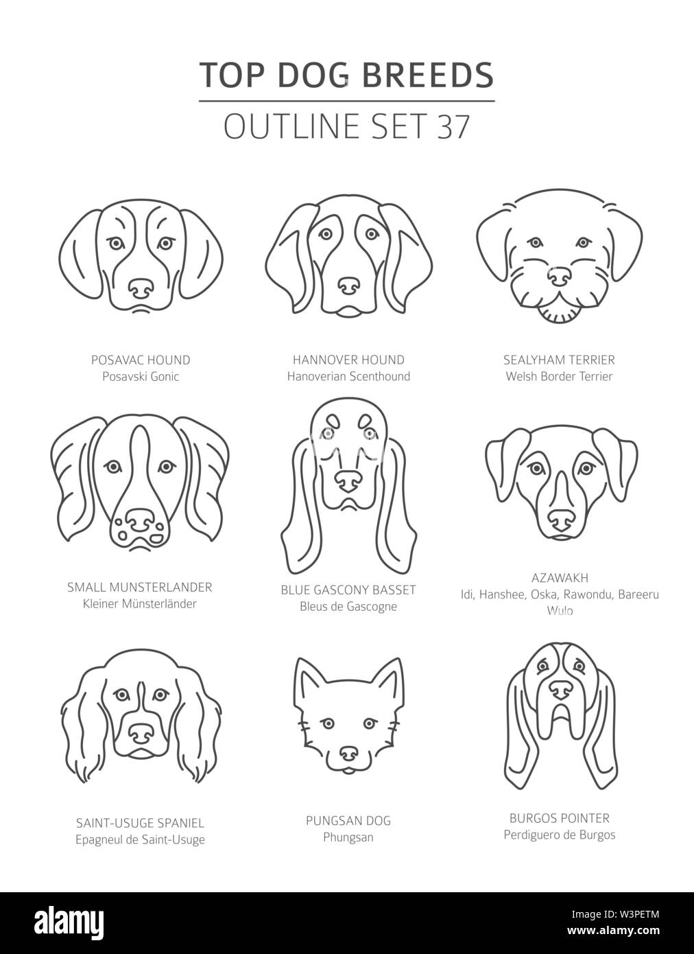 Haut de races de chien. Les chiens de chasse. Contours d'animaux collection. Vector illustration Illustration de Vecteur