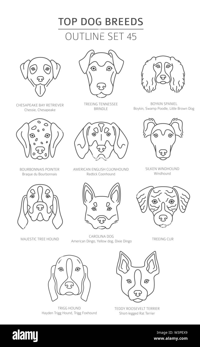 Haut de races de chien. Les chiens de chasse. Contours d'animaux collection. Vector illustration Illustration de Vecteur