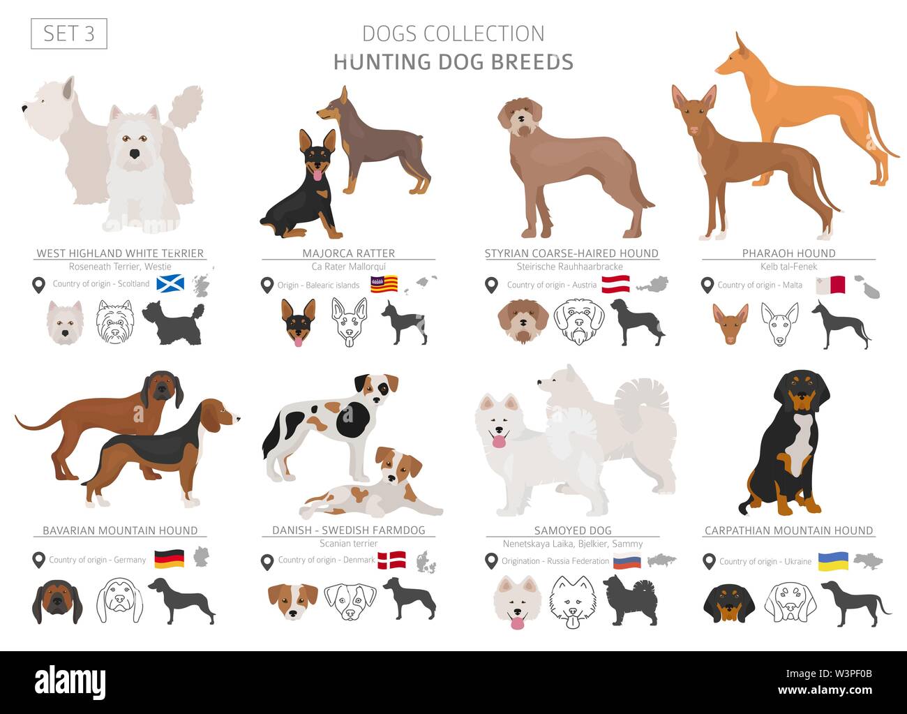 Les chiens de chasse collection isolated on white. Style plat. Autre couleur et pays d'origine. Vector illustration Illustration de Vecteur