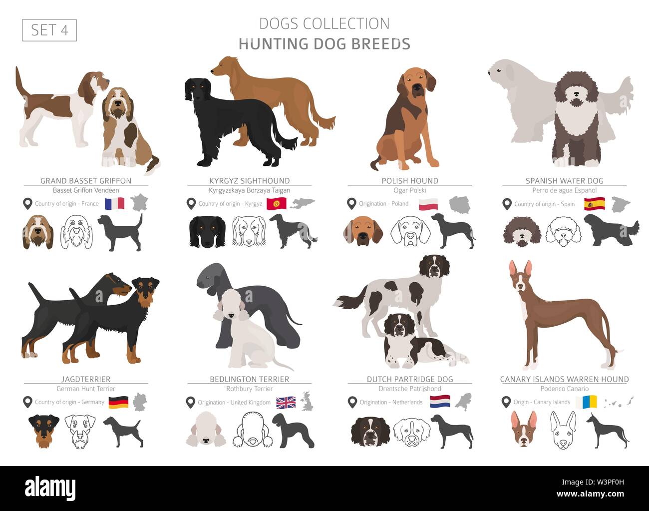 Les chiens de chasse collection isolated on white. Style plat. Autre couleur et pays d'origine. Vector illustration Illustration de Vecteur