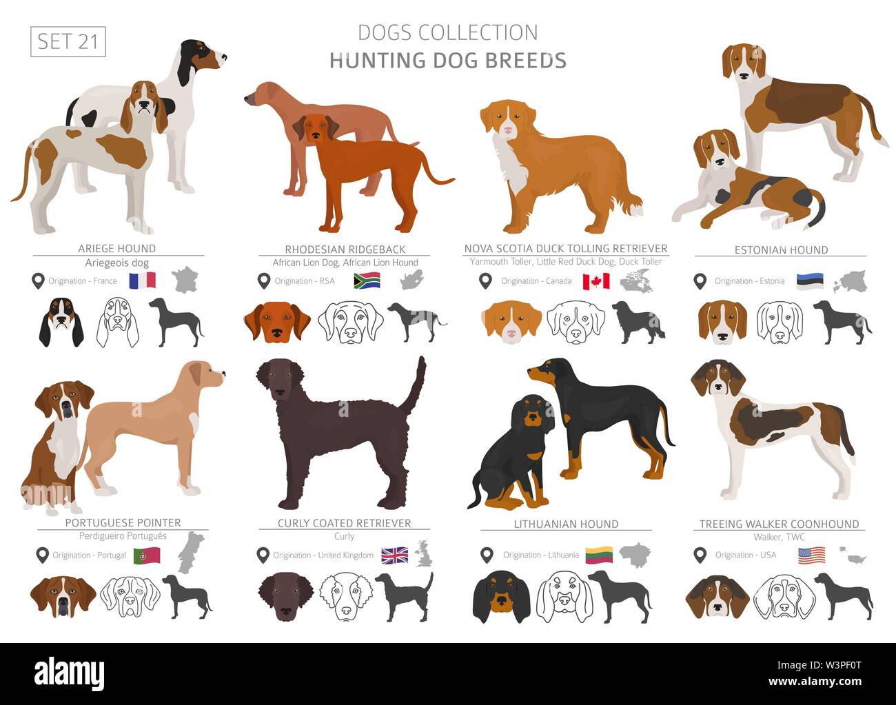 Les chiens de chasse collection isolated on white. Style plat. Autre couleur et pays d'origine. Vector illustration Illustration de Vecteur