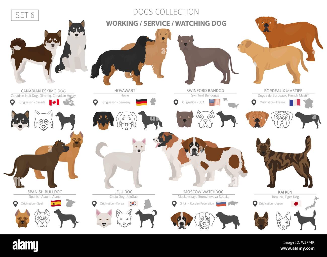 Groupe de travail, de service et de regarder les chiens collection isolated on white. Style plat. Autre couleur et pays d'origine. Vector illustration Illustration de Vecteur