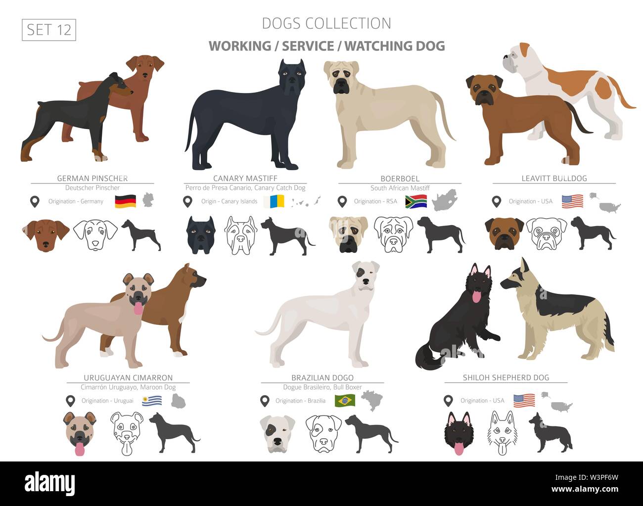 Groupe de travail, de service et de regarder les chiens collection isolated on white. Style plat. Autre couleur et pays d'origine. Vector illustration Illustration de Vecteur