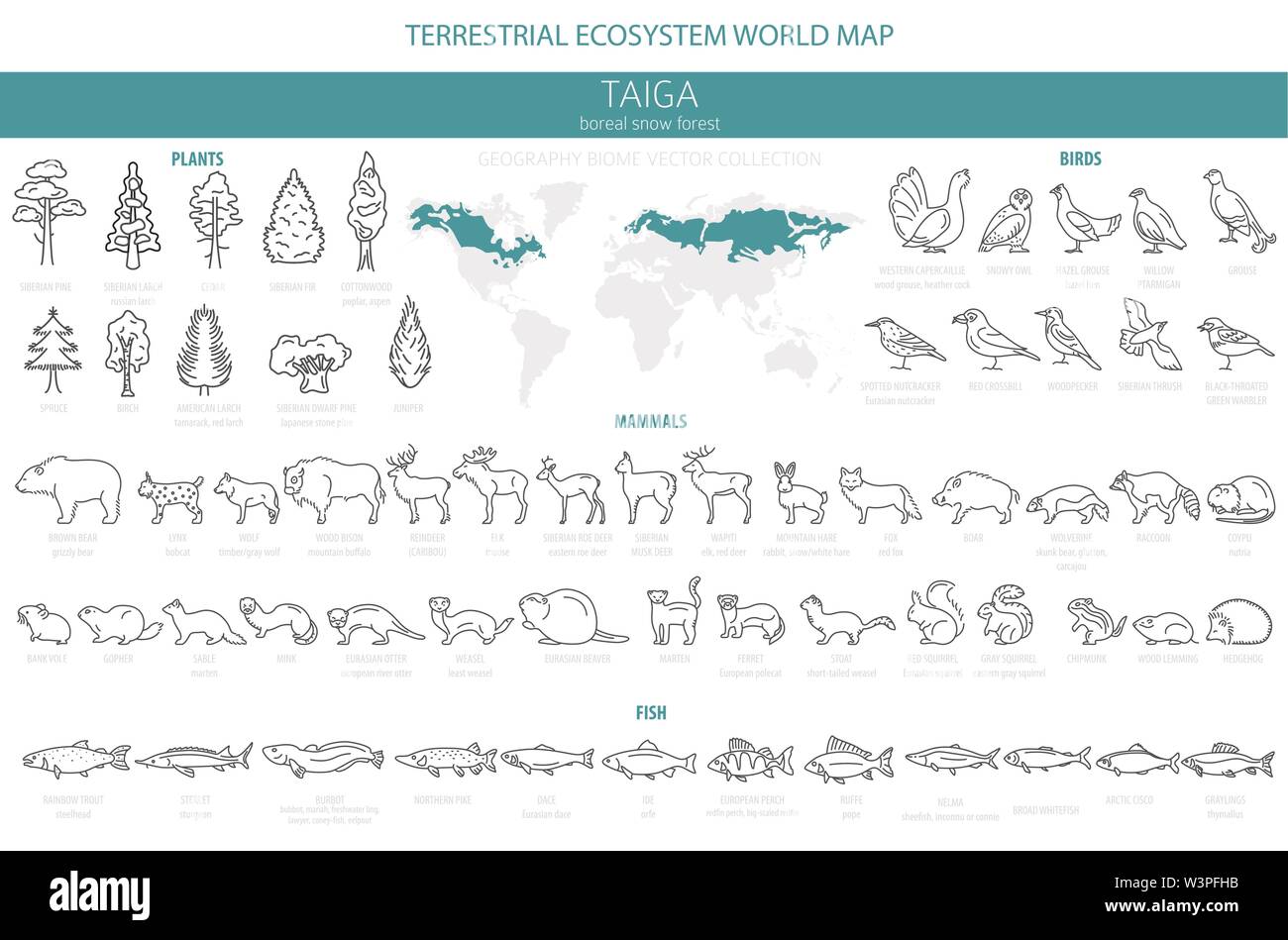 Biome taïga, forêt boréale Forêt neige fine ligne simple design. Carte du monde de l'écosystème terrestre. Les animaux, oiseaux, poissons et plantes infographie éléments. Vector Illustration de Vecteur