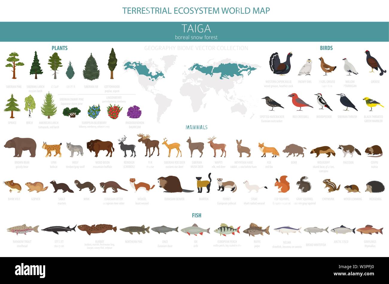 Biome taïga, forêt boréale Forêt de neige. Carte du monde de l'écosystème terrestre. Animaux, oiseaux, poissons et plantes conception infographique. Vector illustration Illustration de Vecteur