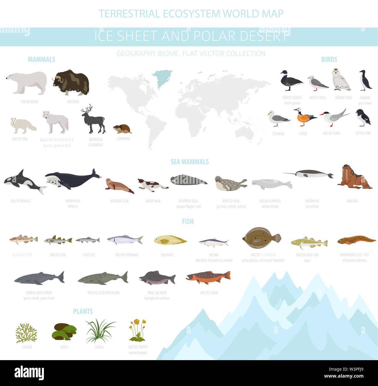 Glace et désert polaire biome. Carte du monde de l'écosystème terrestre.  Les animaux de l'Arctique, les oiseaux, les poissons et les plantes  conception infographique. Vector illustration Image Vectorielle Stock -  Alamy