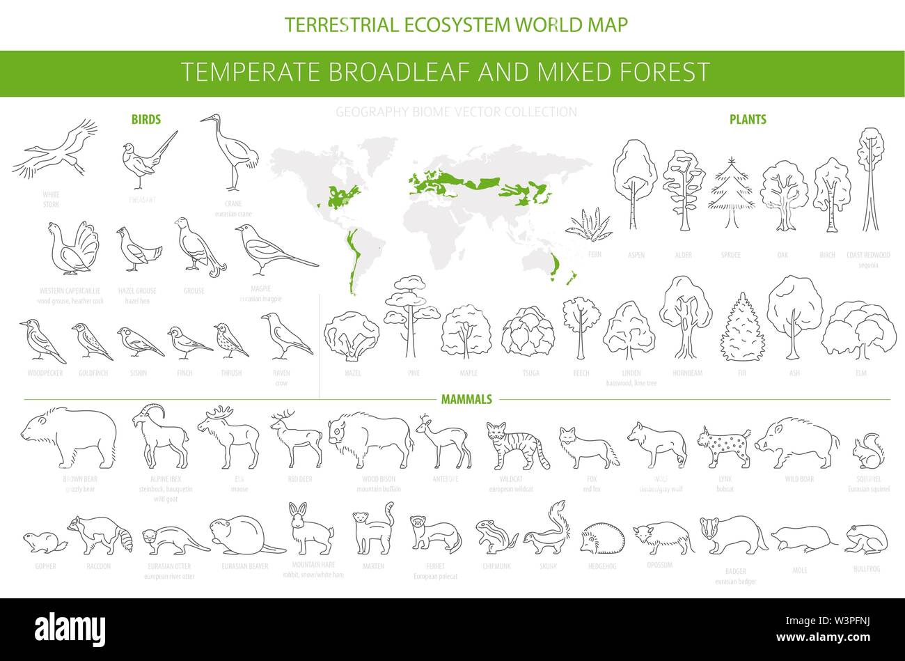 La forêt feuillue tempérée et forêt mixte du biome. Carte du monde de l'écosystème terrestre. Animaux, oiseaux et plantes. Schéma simple de conception graphique. Vect Illustration de Vecteur