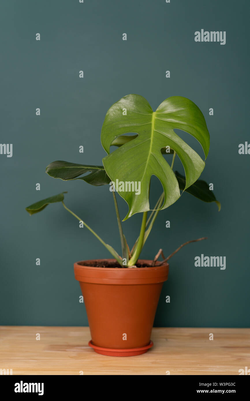 Plante d'intérieur à l'intérieur - Monstera sur une table en bois contre un mur vert Banque D'Images