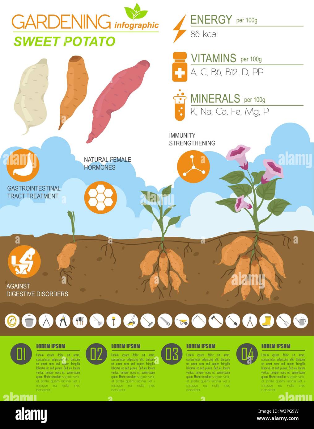 La patate douce caractéristiques bénéfiques modèle graphique. Jardinage — free download