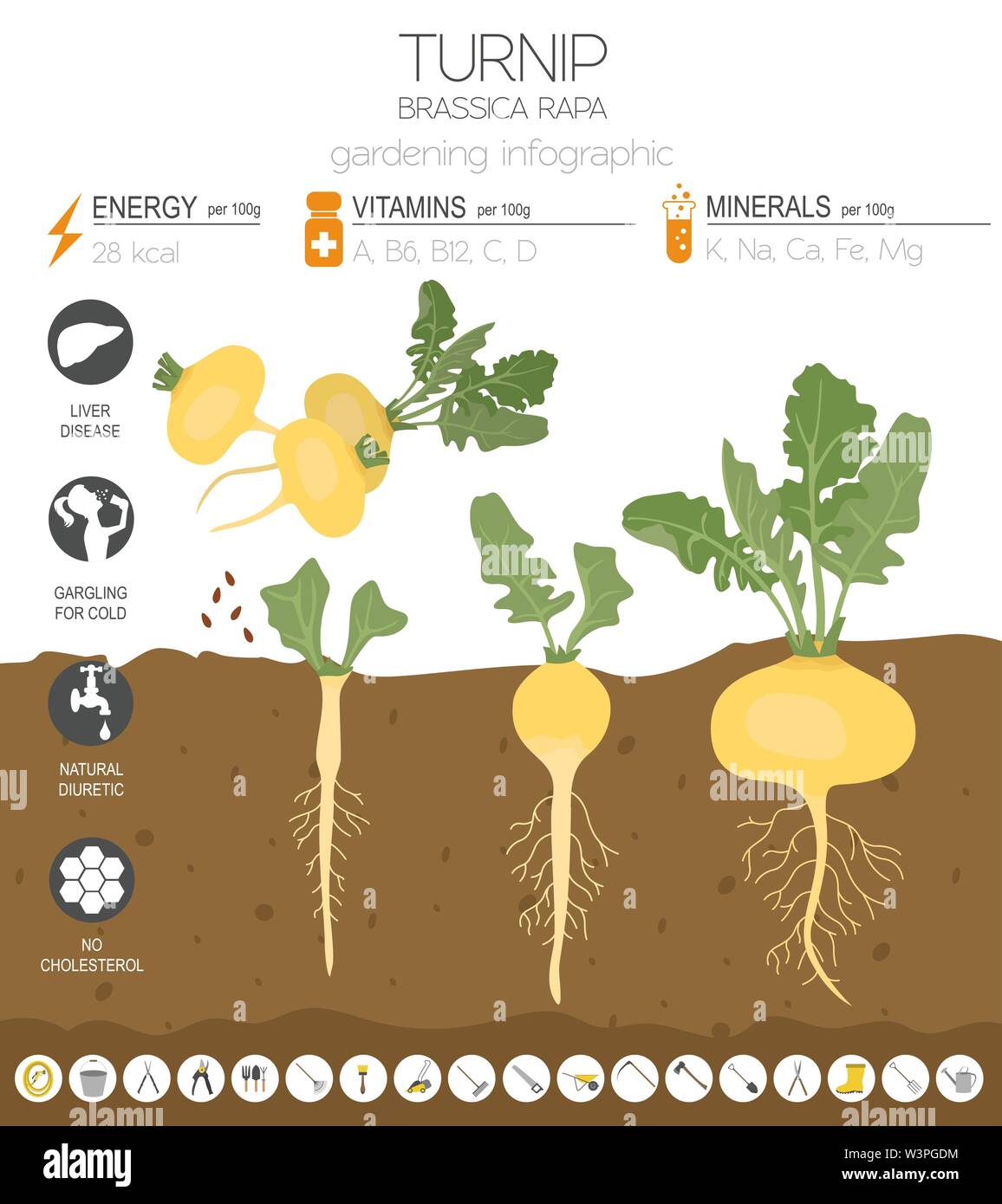 Caractéristiques bénéfiques navet modèle graphique. Jardinage, agriculture infographie, comment il grandit. Télévision style design. Vector illustration Illustration de Vecteur