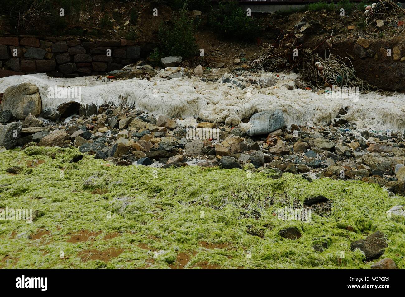 Qingdao, Chine. 16 juillet, 2019. Enteromorpha étaient en période de mourir et ont disparu à Qingdao, Shandong, Chine, le 16 juillet 2019.(Photo par TPG/cnsphotos) Credit : TopPhoto/Alamy Live News Banque D'Images
