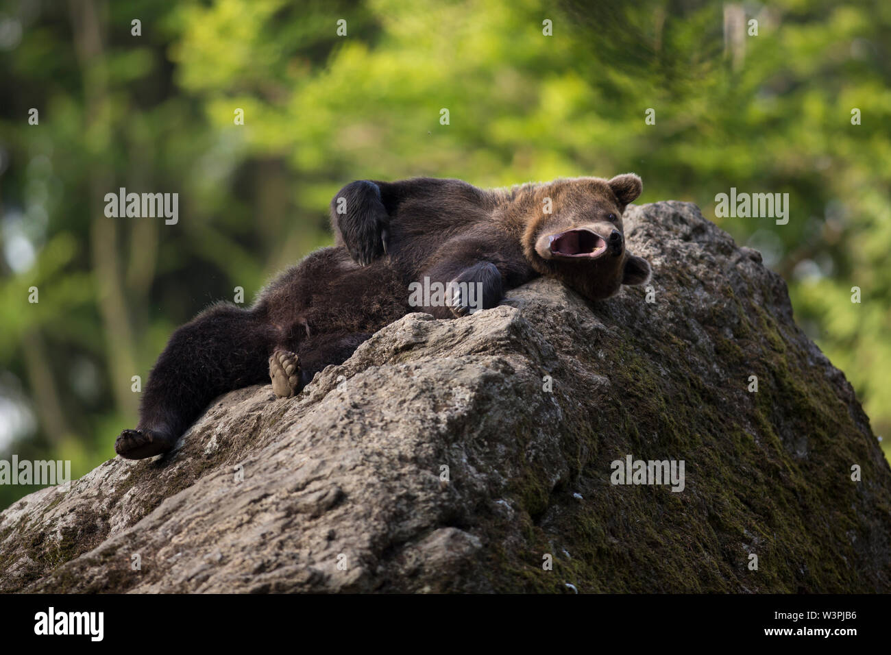 Portrait strong homme ours brun (Ursus arctos) qui reste sur la pierre grise couverts de mousse dans la nature habitat avec vert des arbres en arrière-plan. Diagonale Banque D'Images