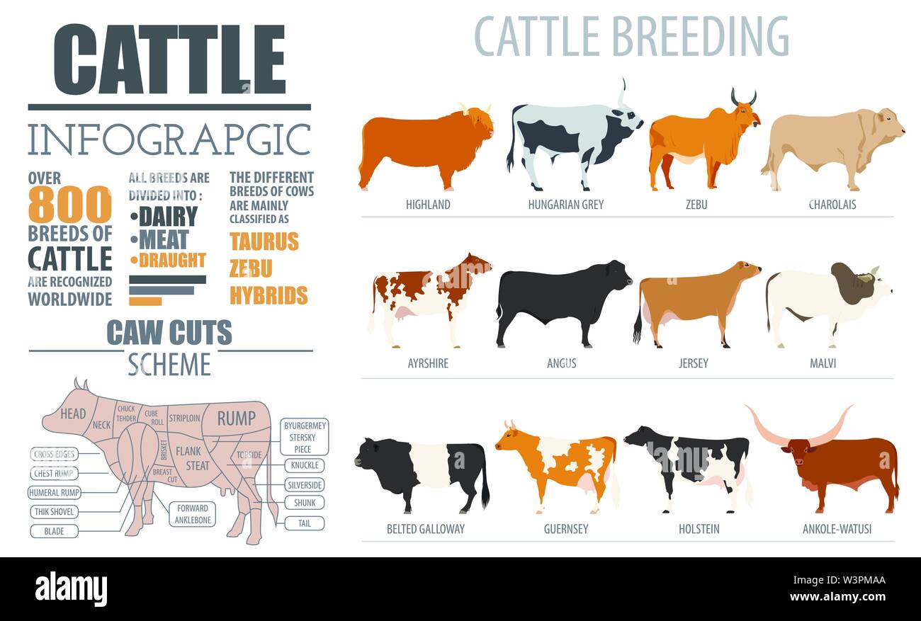 L'élevage de bovins de reproduction et infographie modèle. Modèle plat. Vector illustration Illustration de Vecteur