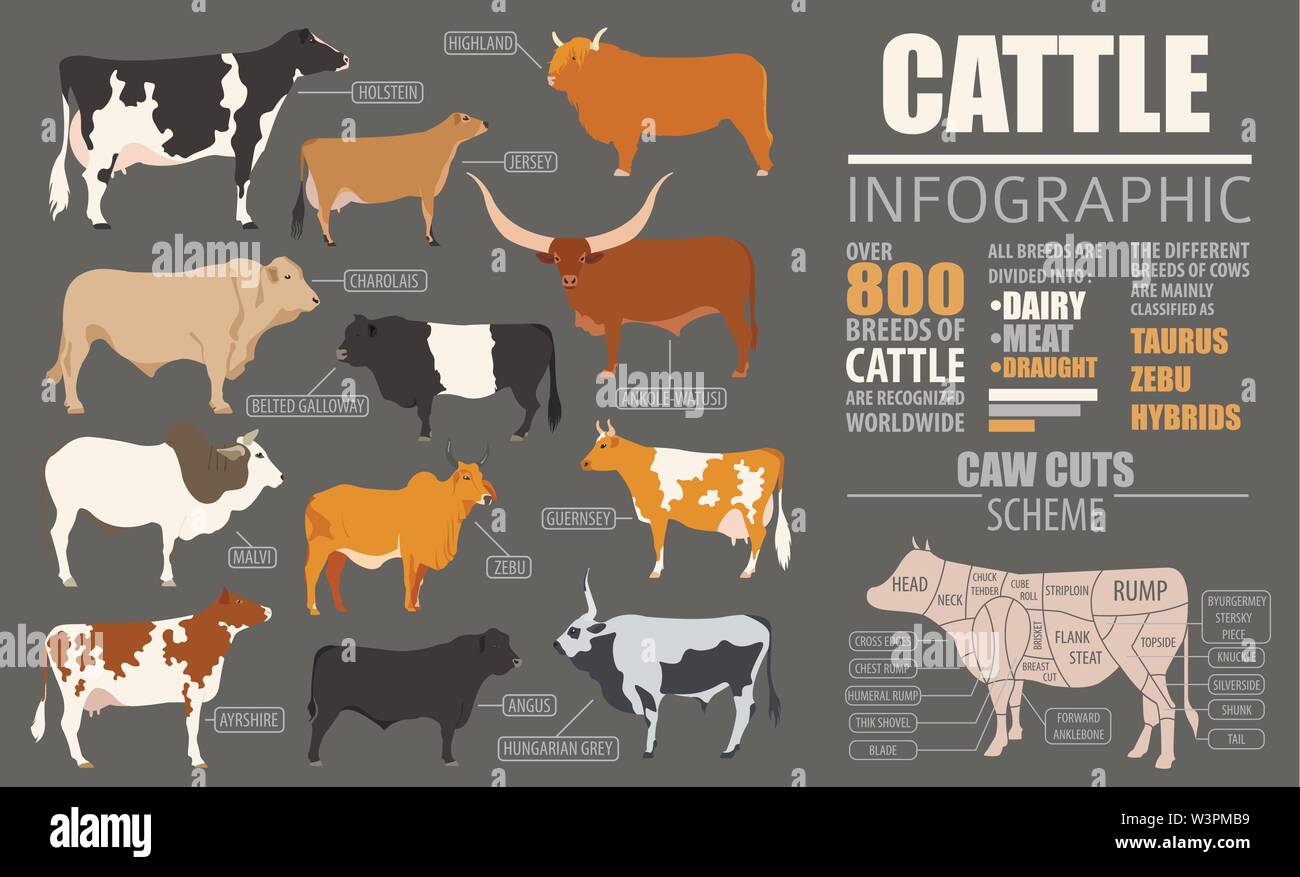 L'élevage de bovins de reproduction et infographie modèle. Modèle plat. Vector illustration Illustration de Vecteur