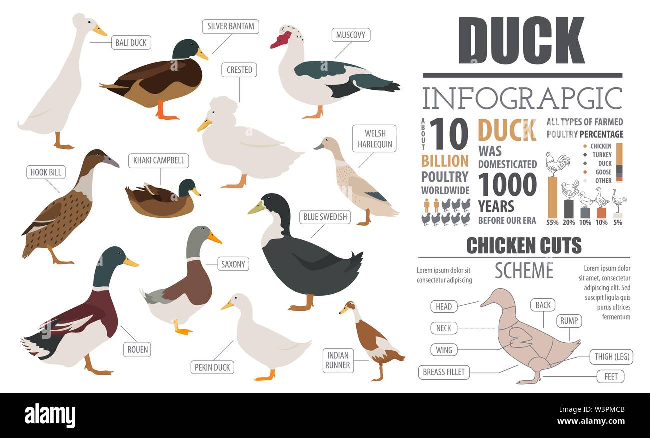 L'aviculture infographic template. L'élevage de canards. Modèle plat. Vector illustration Illustration de Vecteur