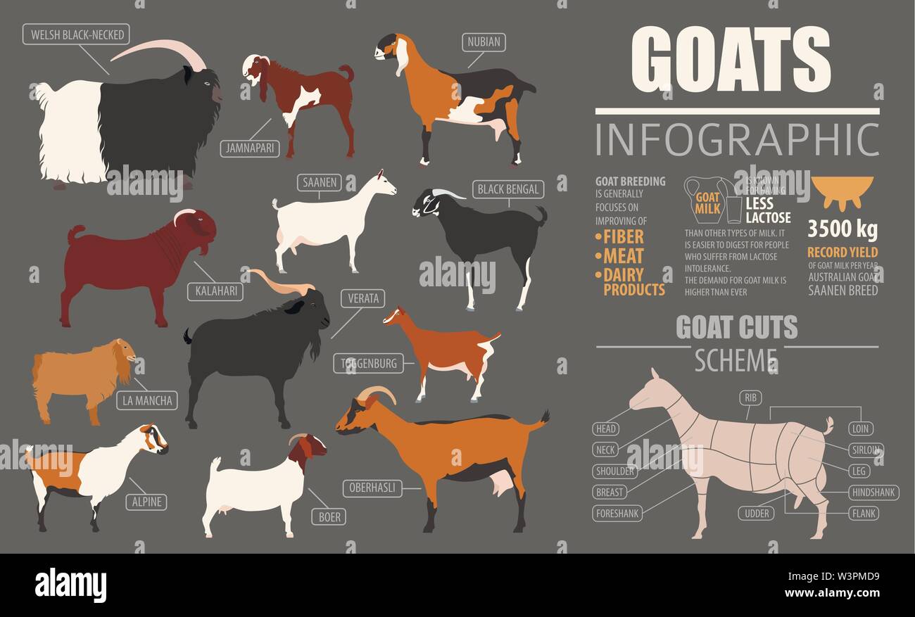 Modèle infographique chèvres. L'élevage. Modèle plat. Vector illustration Illustration de Vecteur
