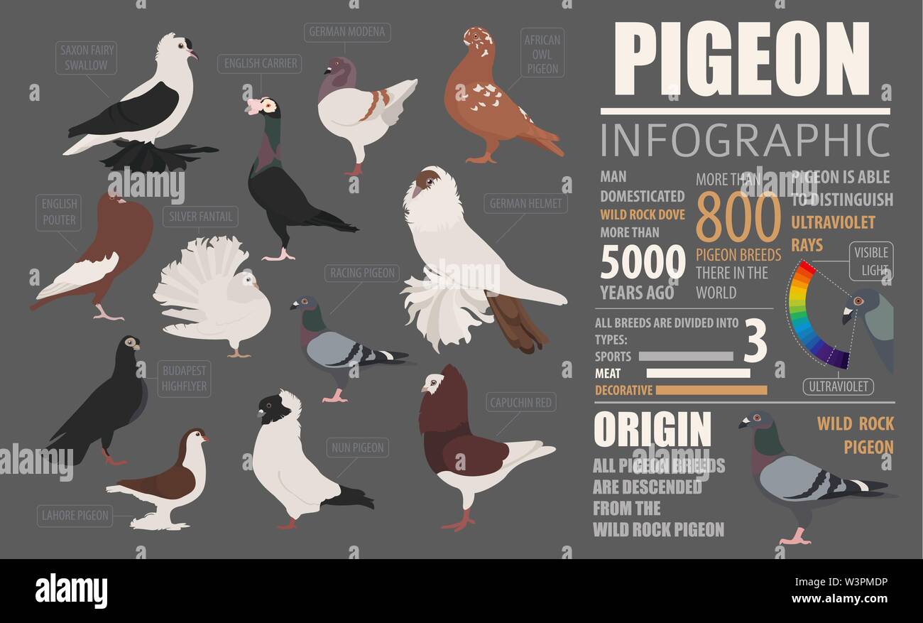 L'aviculture infographic template. L'élevage de pigeons. Modèle plat. Vector illustration Illustration de Vecteur