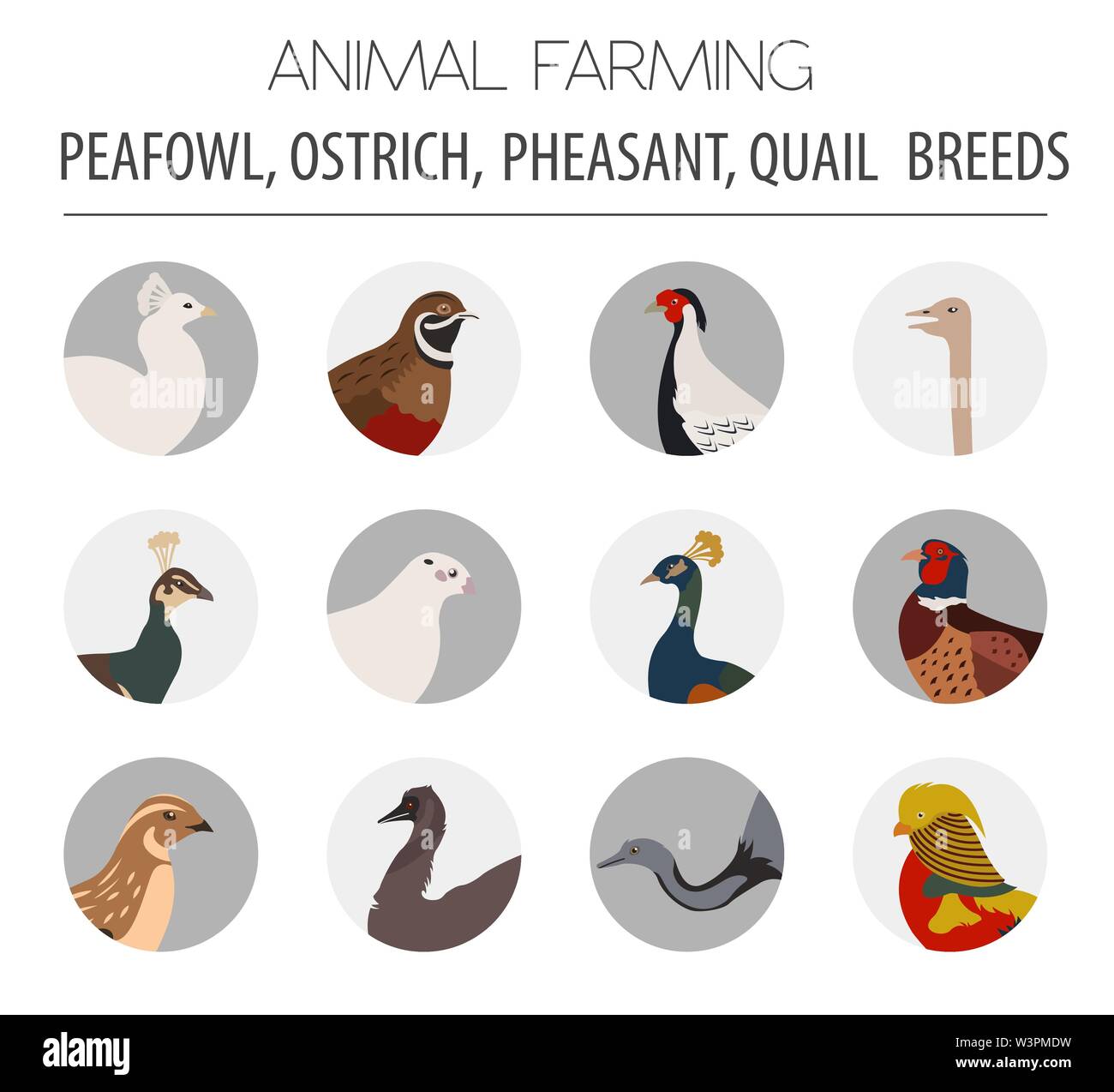 L'élevage de volailles. Paons, autruche, faisan, caille niche icon set. Modèle plat. Vector illustration Illustration de Vecteur