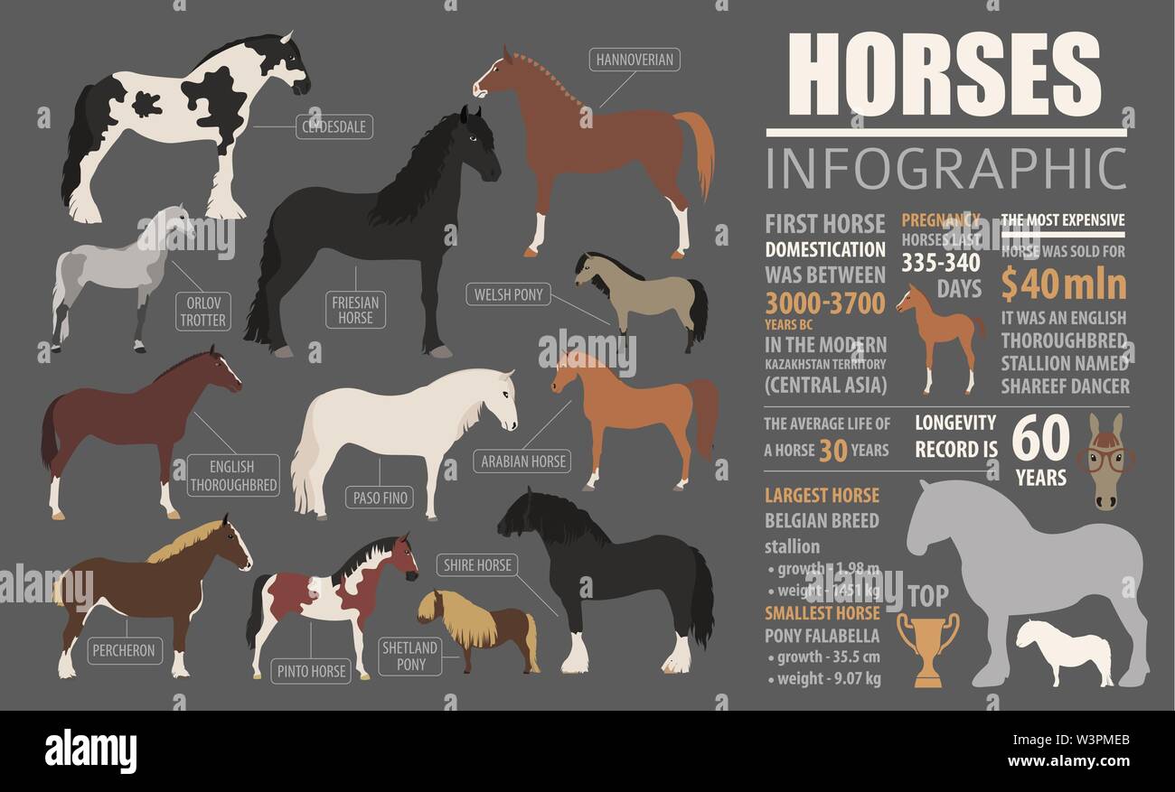 L'élevage des chevaux infographic template. Des animaux de ferme. Modèle plat. Vector illustration Illustration de Vecteur