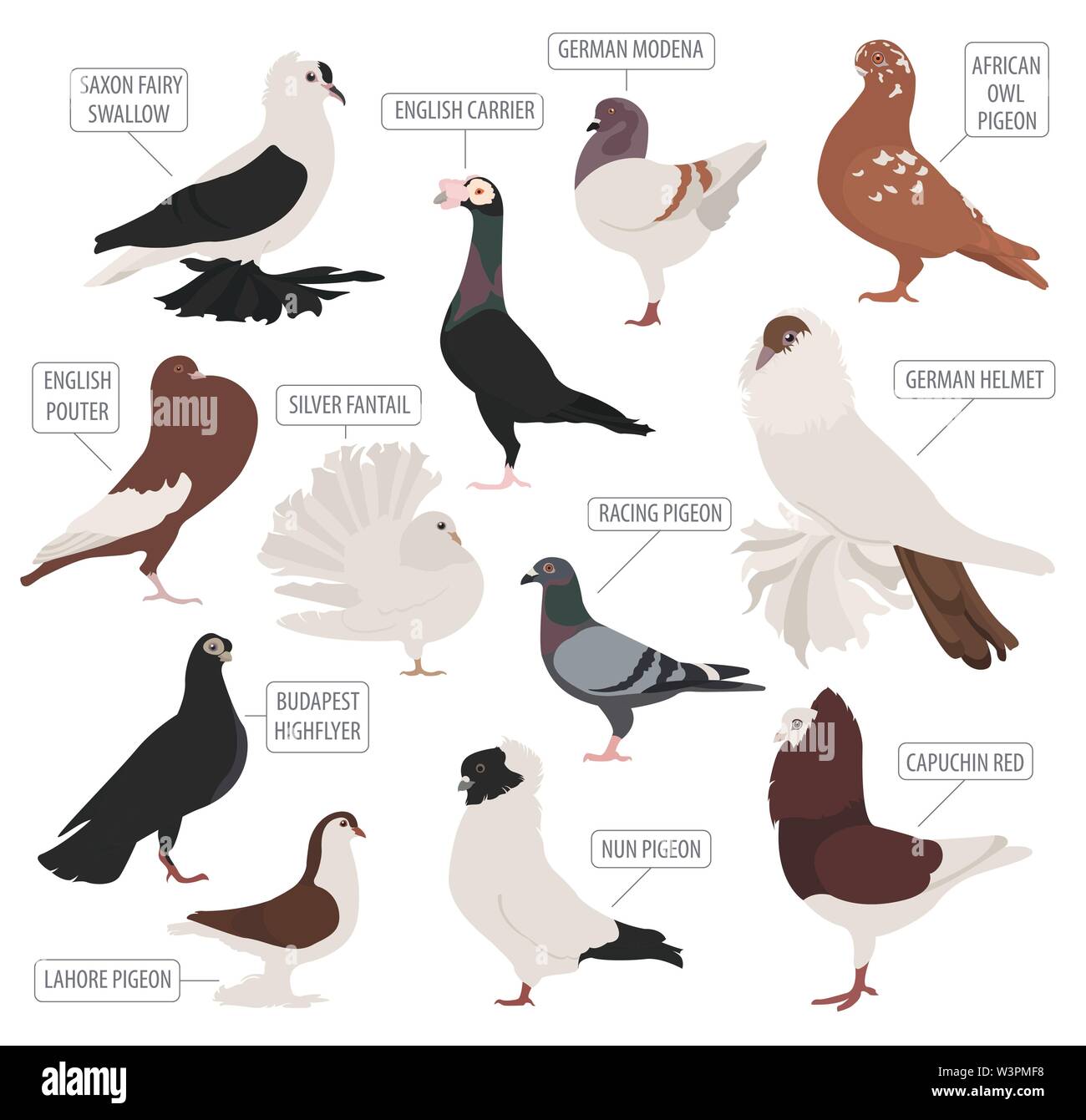 L'élevage de volailles. Races de pigeons icon set. Modèle plat. Vector illustration Illustration de Vecteur