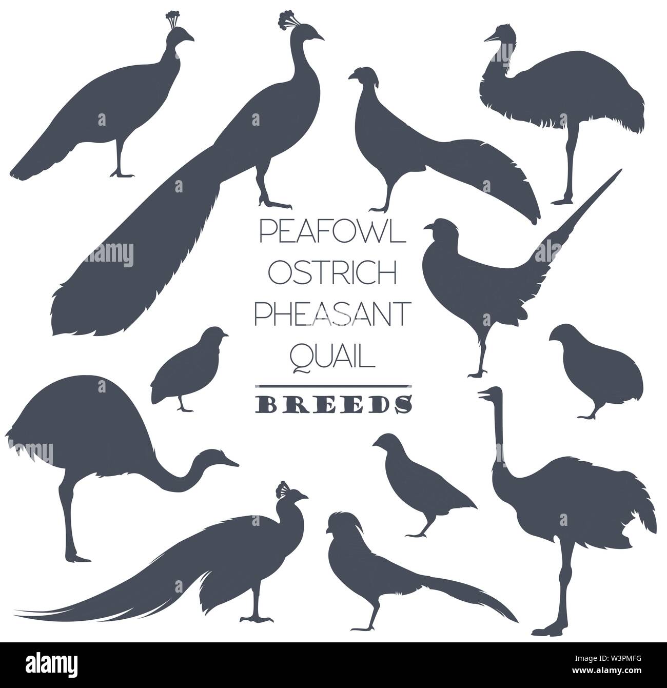 L'élevage de volailles. Paons, autruche, faisan, caille niche icon set. Modèle plat. Vector illustration Illustration de Vecteur