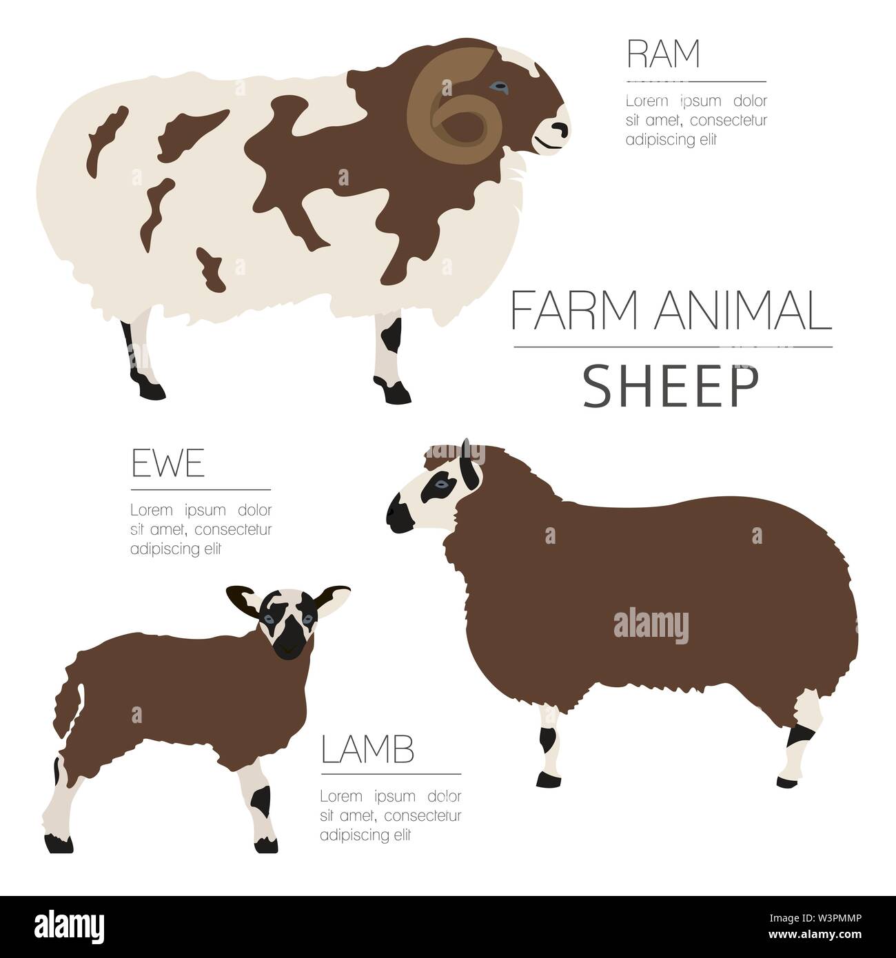 L'élevage de moutons infographic template. Ram, brebis, l'agneau de la famille. Modèle plat. Vector illustration Illustration de Vecteur