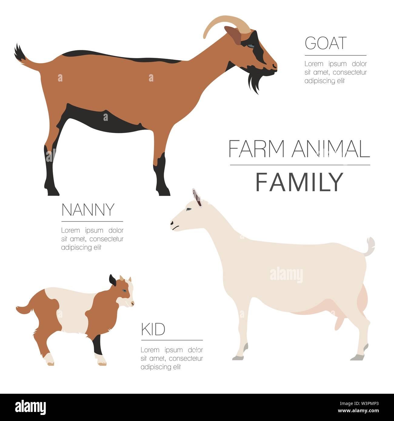 Caprin infographic template. Animall famille. Modèle plat. Vector illustration Illustration de Vecteur