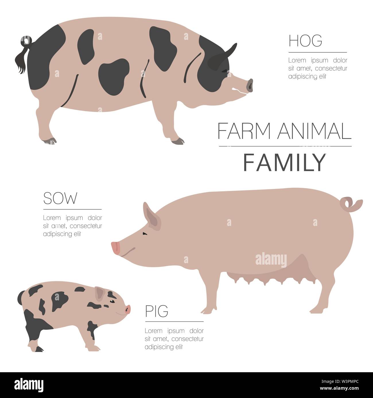 L'élevage porcin infographic template. Porc, truie, cochon famille. Modèle plat. Vector illustration Illustration de Vecteur