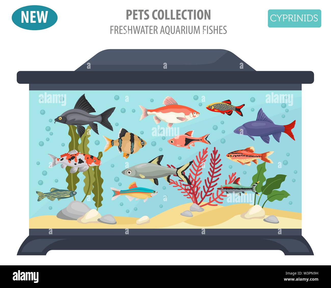 Les poissons d'aquarium d'eau douce se reproduit icon set style plat isolé sur blanc. Les cyprinidés. Créer propre infographie sur les animaux de compagnie. Vector illustration Illustration de Vecteur