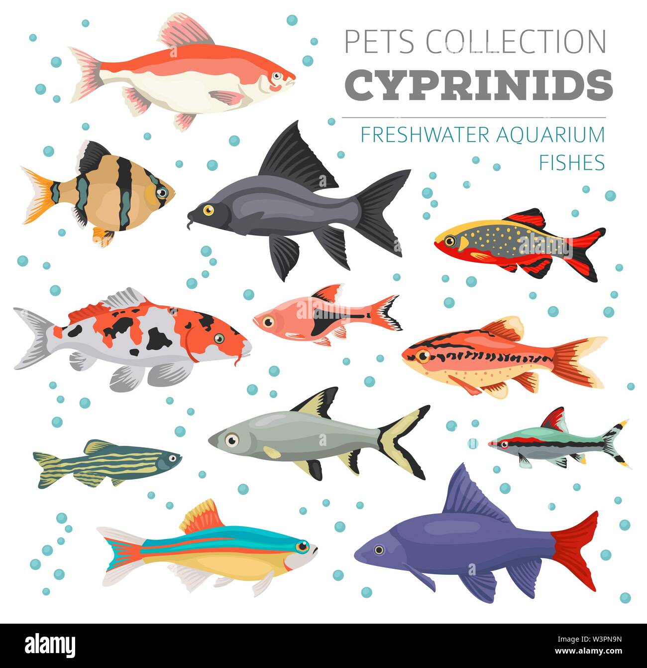 Les poissons d'aquarium d'eau douce se reproduit icon set style plat isolé sur blanc. Les cyprinidés. Créer propre infographie sur les animaux de compagnie. Vector illustration Illustration de Vecteur