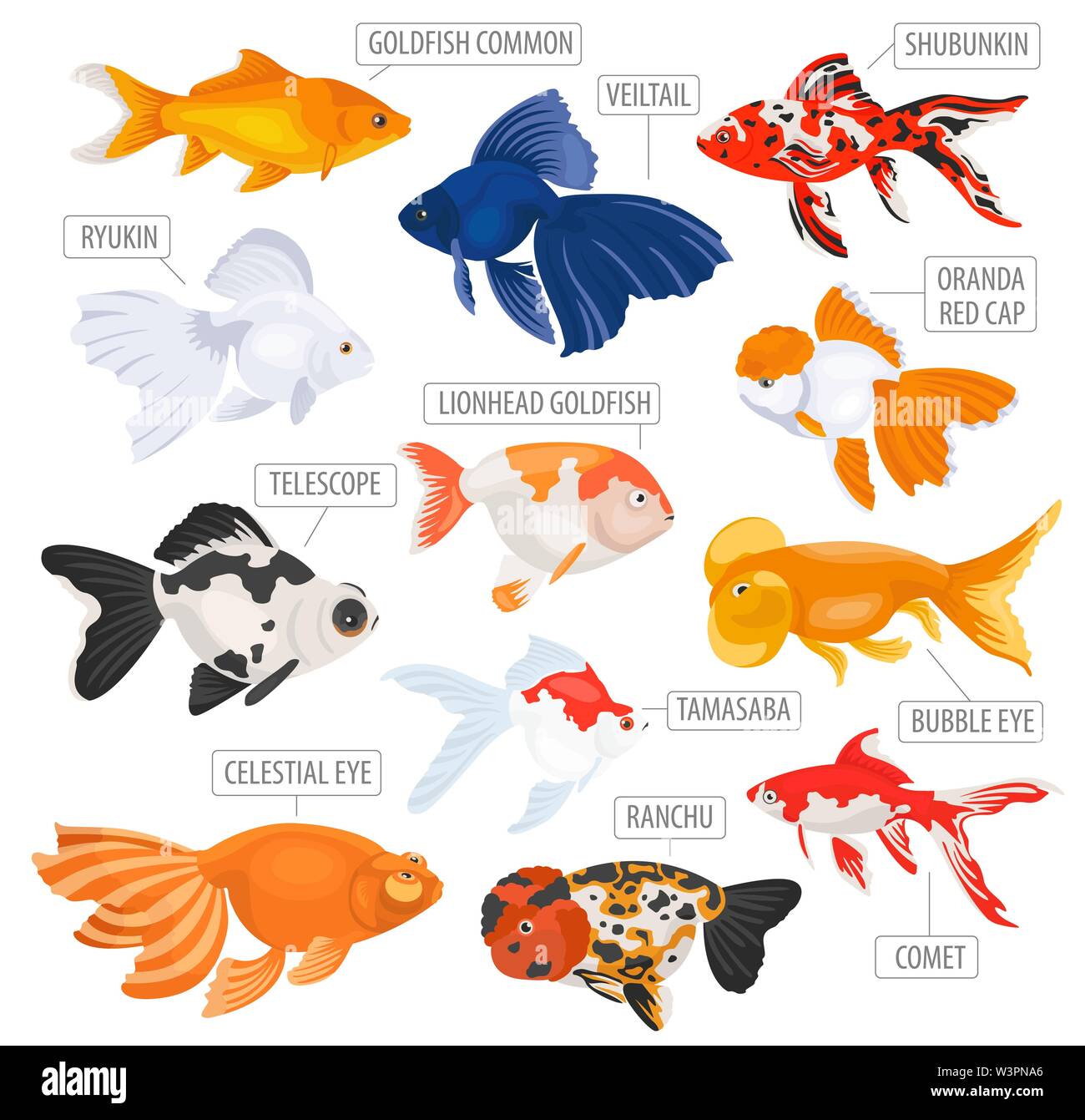 Les poissons d'aquarium d'eau douce se reproduit icon set style plat isolé sur blanc. Poissons rouges. Créer propre infographie sur les animaux de compagnie. Vector illustration Illustration de Vecteur