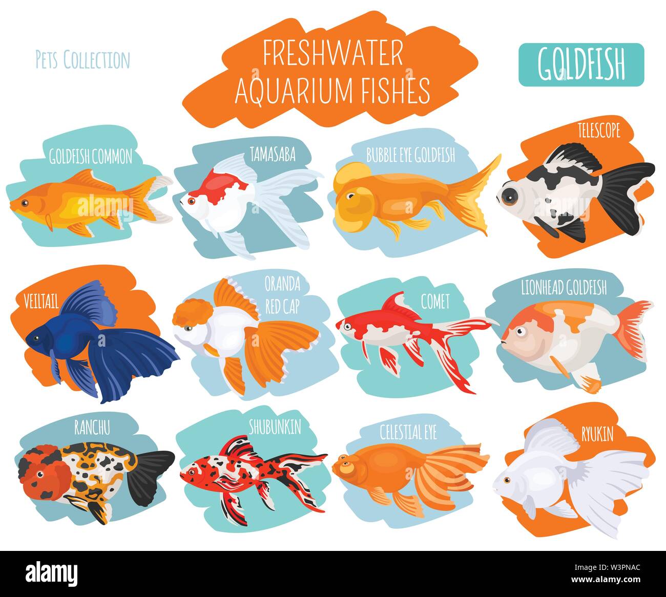 Les poissons d'aquarium d'eau douce se reproduit icon set style plat isolé sur blanc. Poissons rouges. Créer propre infographie sur les animaux de compagnie. Vector illustration Illustration de Vecteur