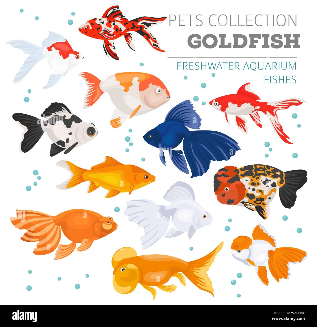 Les poissons d'aquarium d'eau douce se reproduit icon set style plat isolé sur blanc. Poissons rouges. Créer propre infographie sur les animaux de compagnie. Vector illustration Illustration de Vecteur