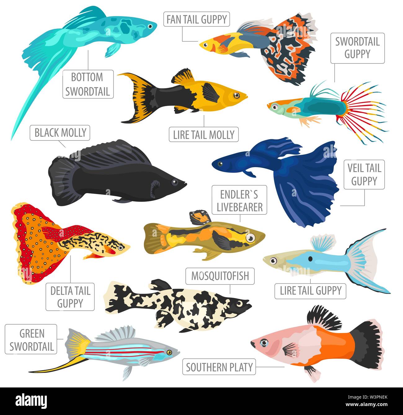 Photos De Poissons De Compagnie