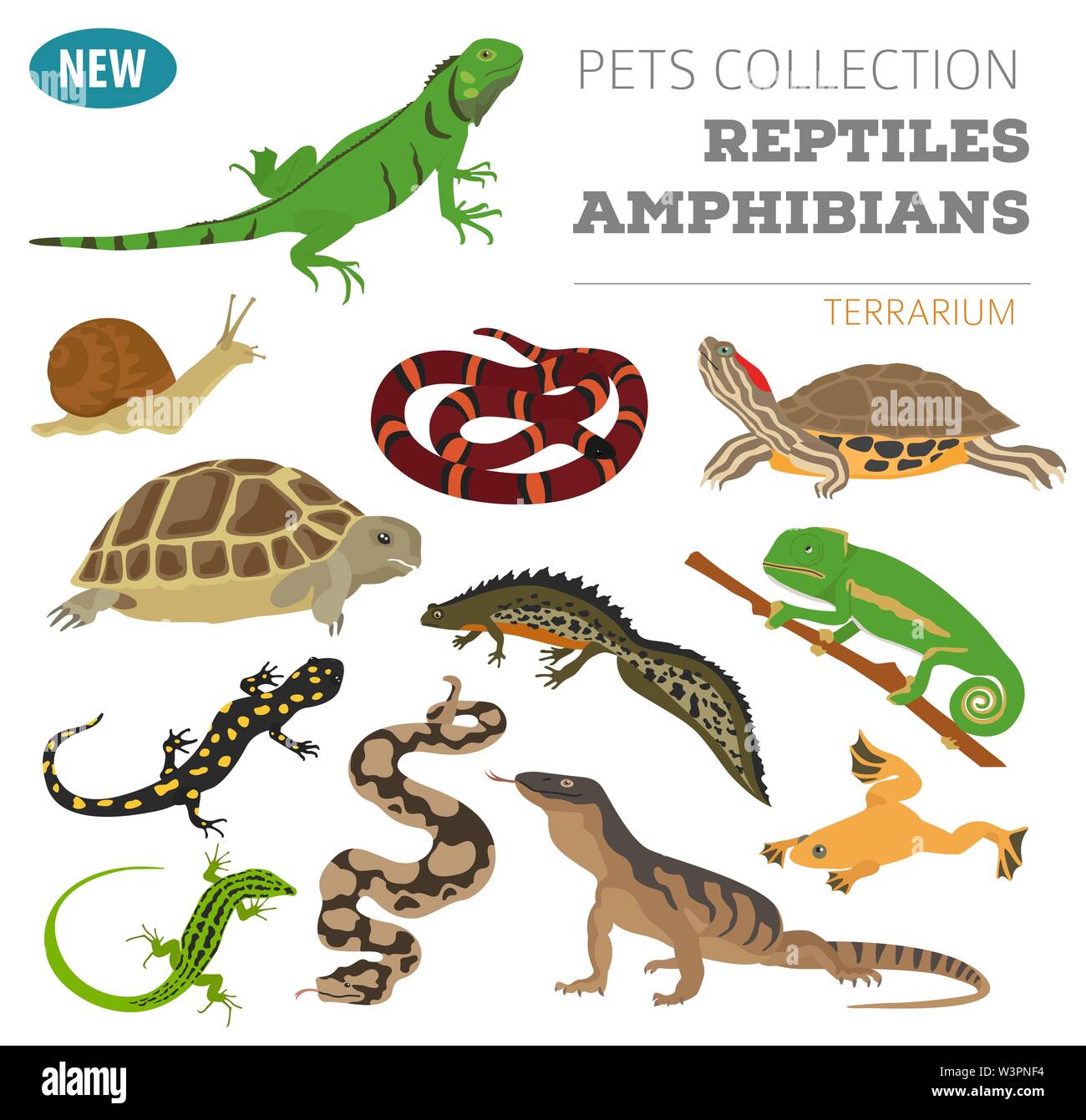 Reptiles et amphibiens Pet icon set style plat isolé sur blanc. Chambre gardant cette collection d'animaux. Créer propre infographie sur les animaux de compagnie. Il vecteur Illustration de Vecteur