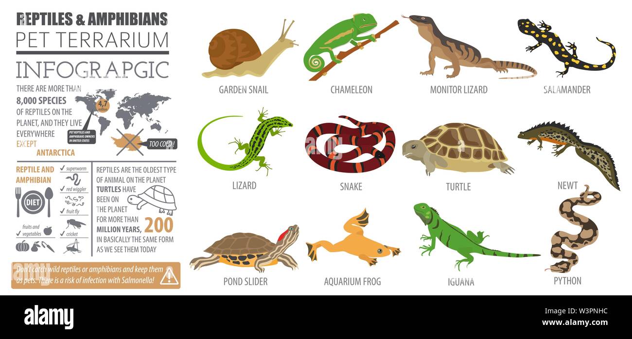 Reptiles et amphibiens Pet icon set style plat isolé sur blanc. Chambre  gardant cette collection d'animaux. Créer propre infographie sur les animaux  de compagnie. Il vecteur Image Vectorielle Stock - Alamy