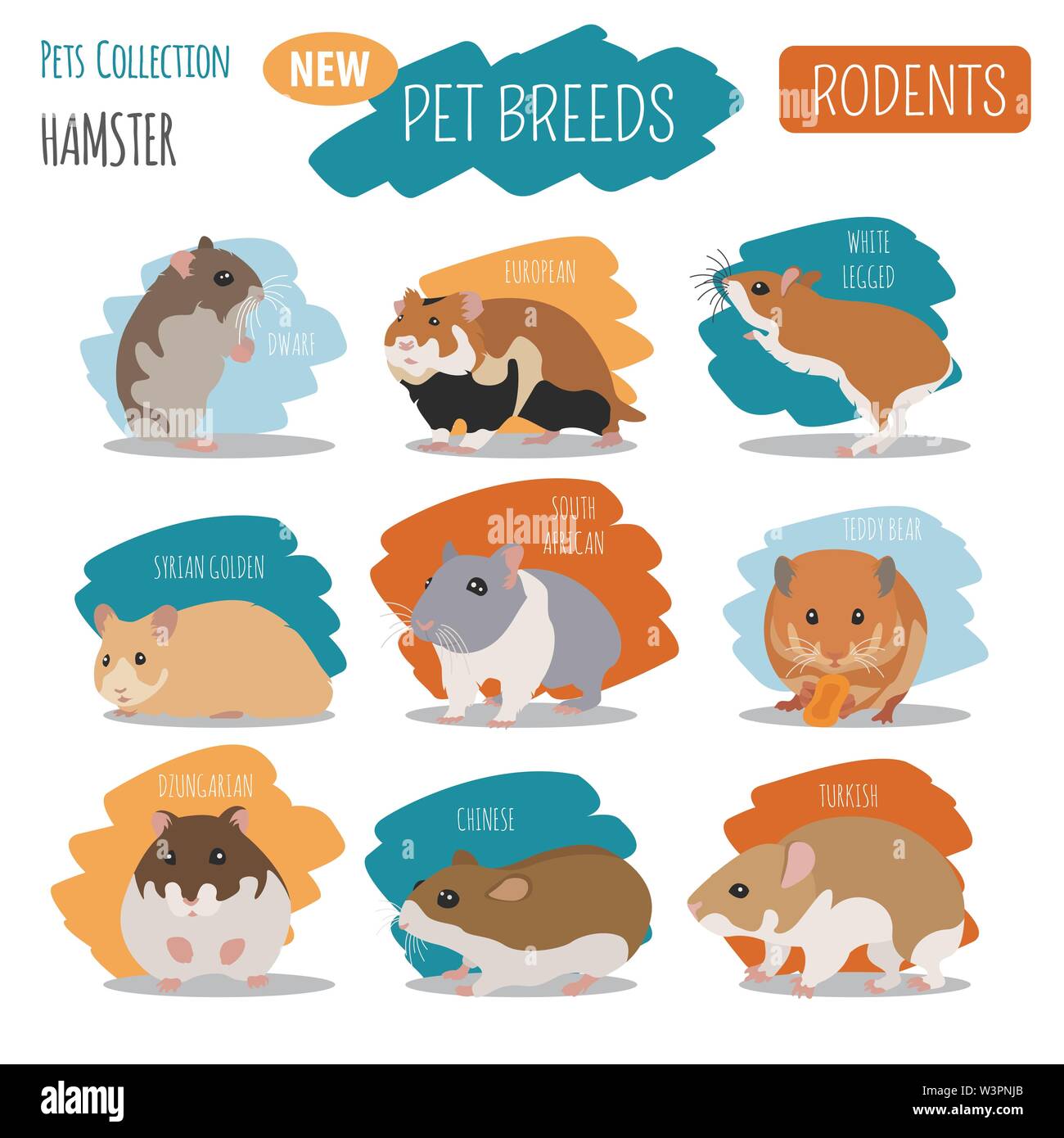 Races de hamster icon set style plat isolé sur blanc. Rongeurs animaux de collection. Créer propre infographie sur les animaux de compagnie. Vector illustration Illustration de Vecteur