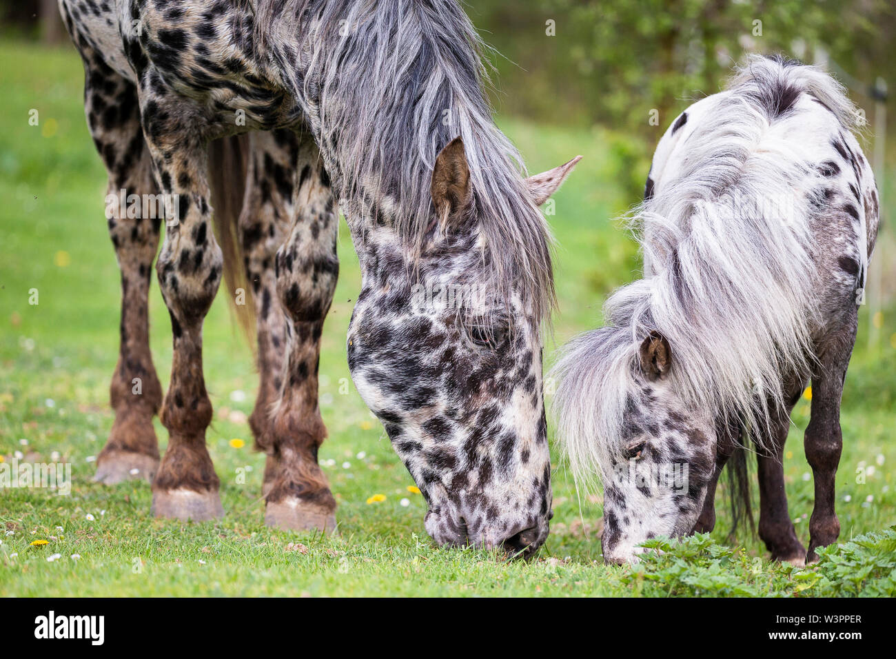 Knabstrup cheval et poney Shetland, Miniature Appaloosa. Deux étalons ensemble de pâturage. Allemagne Banque D'Images