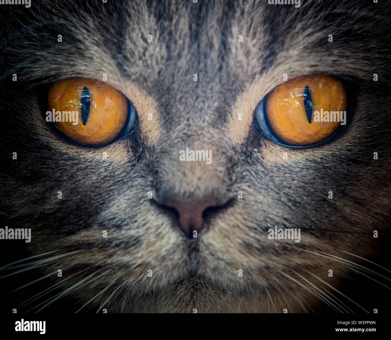 Close up accueil portrait chat british gris jaune avec les yeux. Visage poilu mignon avec moustaches affiché en détail avec studio fond noir. Strong cat. Banque D'Images