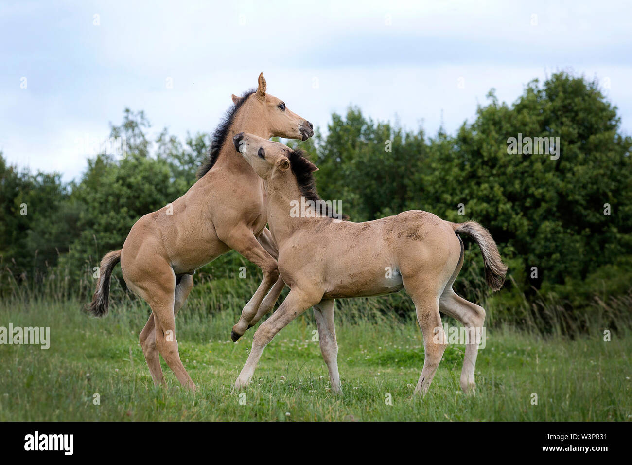 American Quarter Horse. Deux poulains jouant sur un pré. Allemagne Banque D'Images