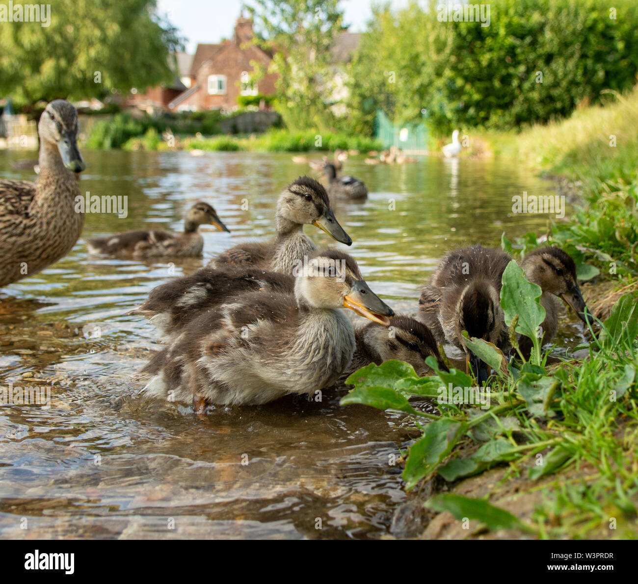 Famille de canetons avec mère canard sur une berge Banque D'Images