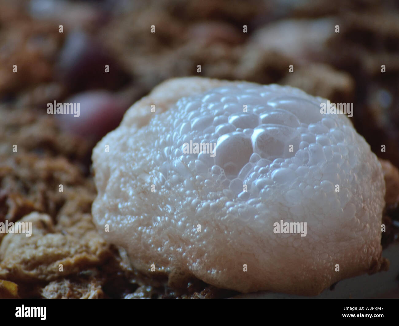 La fermentation naturelle des prunes pour faire des bulles slivovitz, Banque D'Images