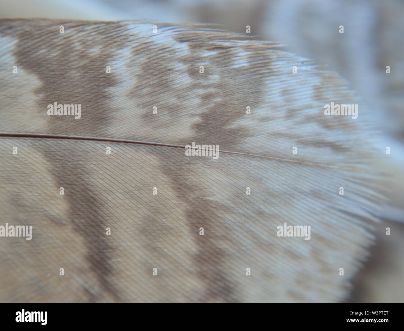 Close up of Owl Asio otus, plumes Banque D'Images