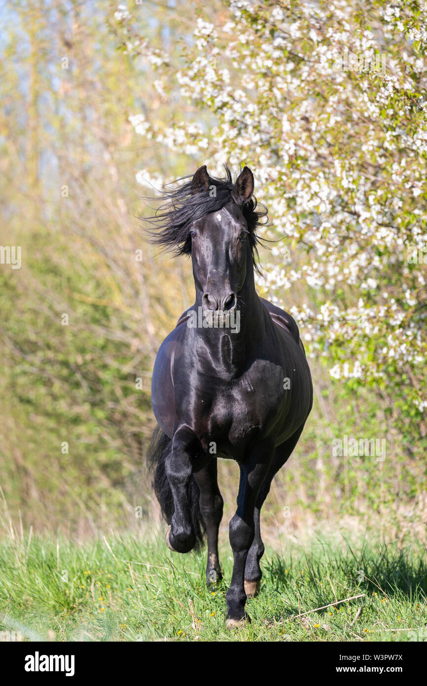 Cheval shop noir espagnol