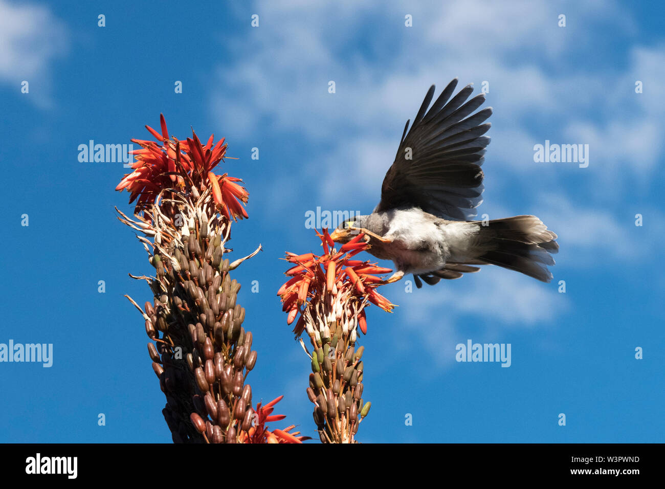 Noisy Miner (Manorina melanocephala) descendez sur Aloe fleur pour se nourrir. Banque D'Images