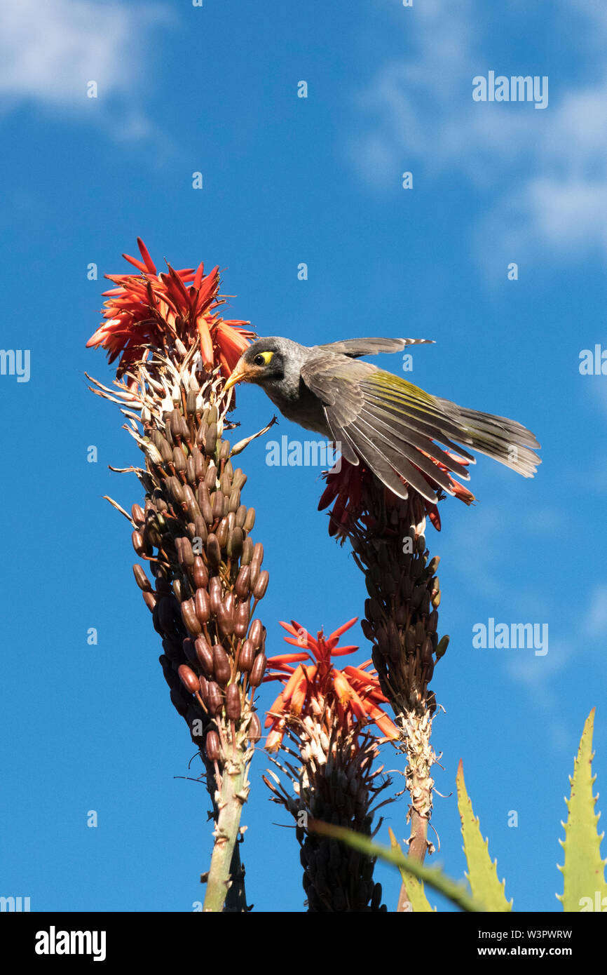 Noisy Miner bird (Manorina melanocephala) Alimentation à partir de l'Aloès pédoncule. Banque D'Images